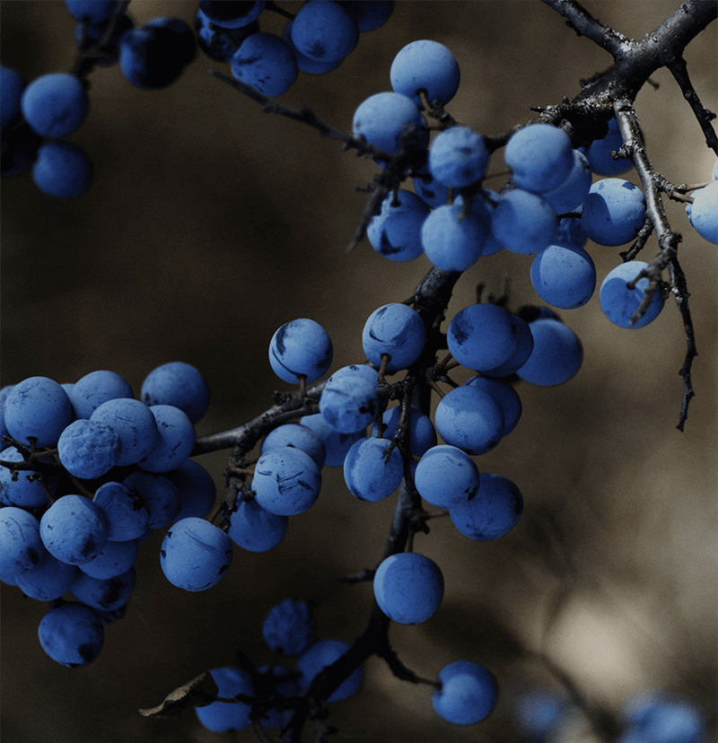 Blue, Prunus spinosa, Fruit, Plant, Grape, Davidson's Plum, Berry, Tree, Flower, Bilberry, Damson, Seedless fruit, Woody plant, Oregon grape, Blueberry, Branch, Vitis, Mahonia, Twig, Flowering plant