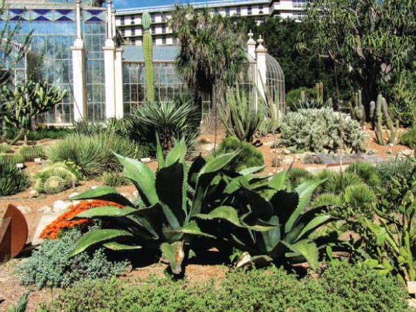 Plant, Botanical garden, Flower, Garden, Botany, Plant community, Terrestrial plant, Landscape, Agave, Herb, Botanical garden